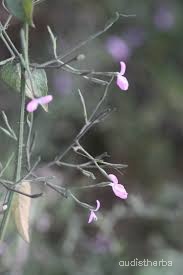 Peristrophe bicalyculata flower13.jpg